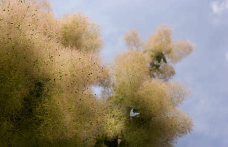 Mackerel leather grows on the lawn. exotic plant in a hot country. fluffy green plant with fluff at the ends. smoky tree.の写真素材