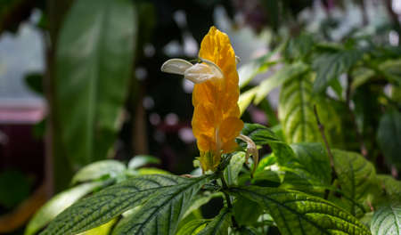 Bright yellow flower of Pachystachys Lutea Nees Lollypops, Golden Candles, Golden Shrimp Plant,...