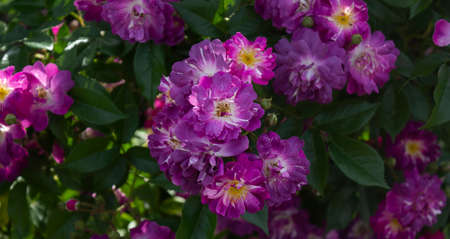 Purple flowers of Veilchenblau climbing rose in the park on a sunny dayの写真素材