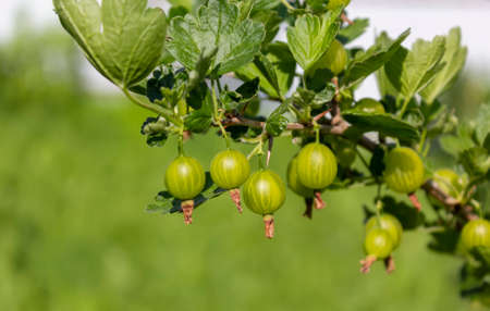 Gooseberry or European gooseberry. Unripe green organic gooseberries in the garden.