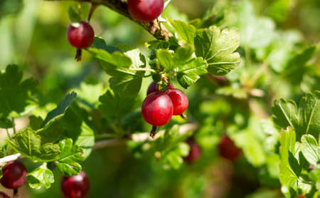 Ripe red gooseberries on a branch with green leaves in the garden, close-upの写真素材