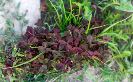 Photo of purple leaves of heart shaped oxalis plant outdoorsの写真素材