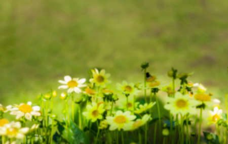 Yellow daisies are out of focus. Blurred background .Beautiful yellow blurred backgroundの写真素材