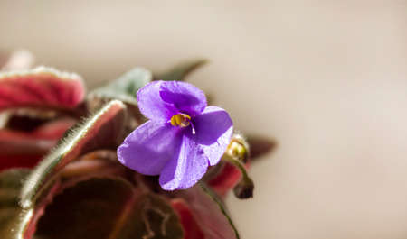 African violet or violet flowers of saintpaulia. Blooming violets on a light background. Macro photo of homegrown violet flowersの写真素材
