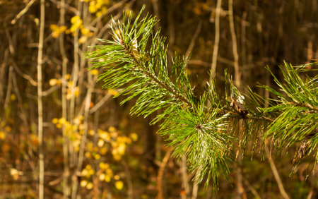 Close-up of a pine branch, in autumn against the background of autumn foliage