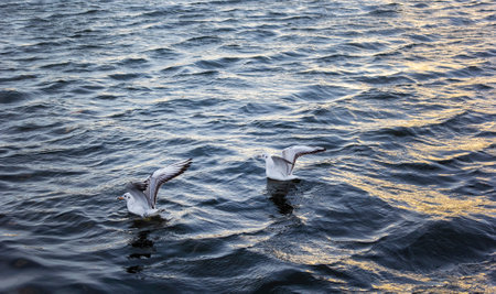 Two seagulls float on the waves in the water, ready to take off