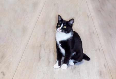 Black and white cat sits on a light parquet floorの写真素材