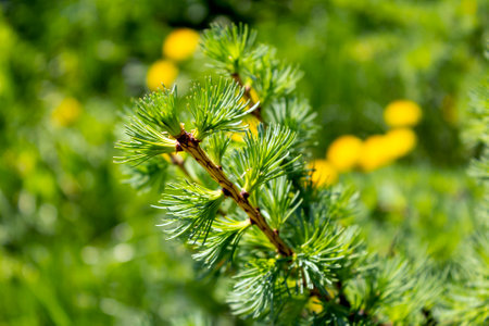 Larch branch on a blurred background of greenery in early spring