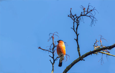 Male Eurasian bullfinch on a tree branch in early springの写真素材