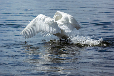 A mute swan runs across the lake on a spring day. Common swan swims in the lake.の写真素材
