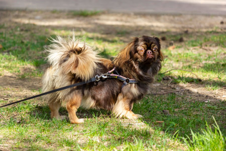 Fantastic look directly into the face of a pekingese dog sitting in grass.の写真素材
