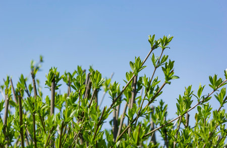 Light green shiny leaves of marsh azalea, swamp honeysuckle, Latin name Rhododendron Viscosum,...