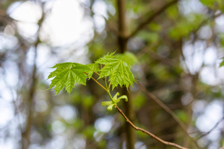 Young maple leaves on a tree branch. landscape design. green leaves in sunlight.の写真素材