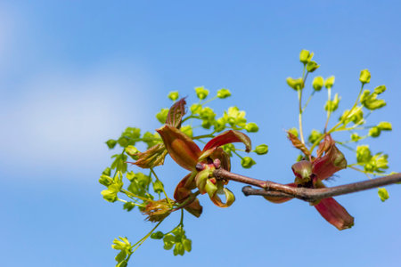 Norway maple, flowers, Acer platanoides,. Maple blossoms in early springの写真素材
