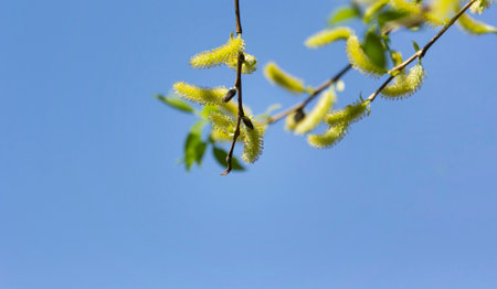 Flowers of spring alder on a sunny day. copy spaceの写真素材