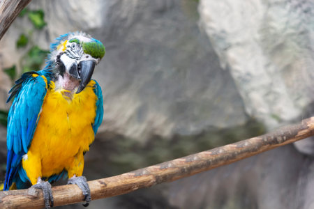 Blue and yellow macaw sitting on a branch in a zoo