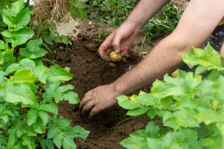 Male hands are gathering potatoes in the garden. Green leaves of potato plant.の写真素材