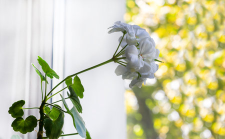 Sunny window with white geranium flowers. It's a sunny day outside. bokeh