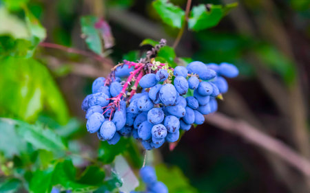 Macro photo of barberry nature. Blue juicy barberry on a branch with a blurred background.