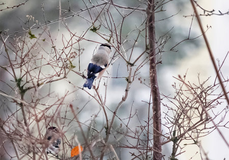 Female bullfinch - sitting on a tree branch on a winter dayの写真素材