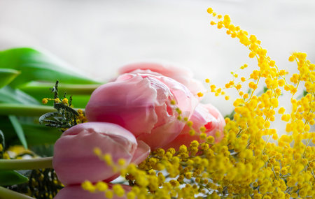 tulips and mimosa on a white background, selective focusの写真素材