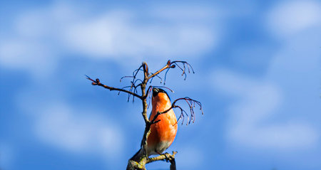 Eurasian bullfinch, common bullfinch on a bare branch in winter against a blue sky