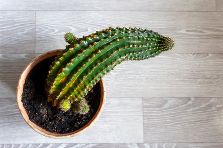 Cactus plant of unusual shape.Gardening tree indoor plant home leisure selective focusの写真素材