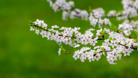 Blooming apple tree on a natural green background with bokeh. Close up of white flowers on a tree....
