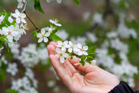 A white apple tree with many small flowers in the hand of a child, holding a branch of a flower.の写真素材
