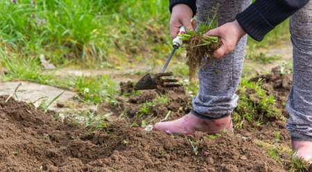 Female Hands Pull Out Weeds From Ground Garden. Weeding Weeds. Struggle Weeds Close Up.