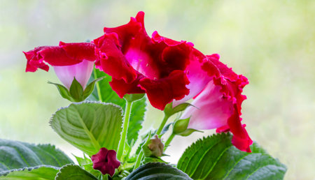 Gloxinia plant with red flowers with a beautiful light backgroundの写真素材