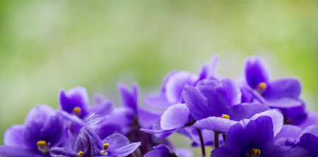 Purple Viola flowers on green background, selective focus, bloom and macro photographyの写真素材