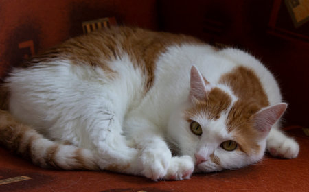 Cute red cat lying at home on a red backgroundの写真素材