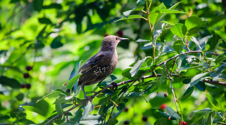 Common starling or European starling on green tree foliage