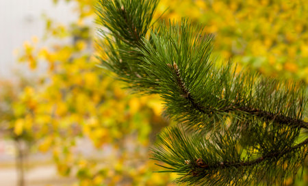 Pine branch on blurred autumn background