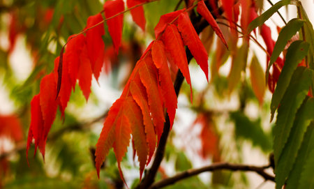Reddened leaves of the vinegar tree hanging from the tree. Autumn landscape.