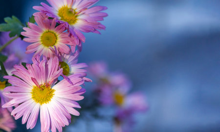 Pink chrysanthemum. Chrysanthemumの写真素材