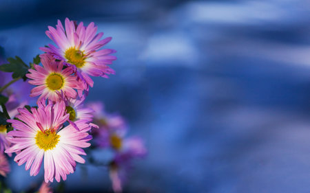 beautiful pink daisies on a natural blue backgroundの写真素材