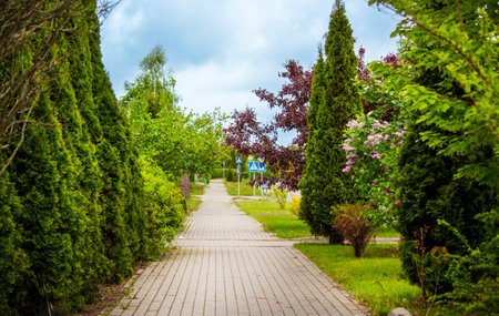 An alley surrounded by tall thuja, and trees