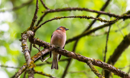 The common finch or simply the finch Fringilla coelebs is a common and widespread small passerine bird of the finch family.の写真素材