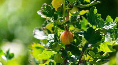 A gooseberry plant, a close-up of a branch with several yellow and red gooseberry berries among bright green leaves.の写真素材