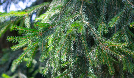 Pine branches, ornaments and evergreen ornaments in green tones