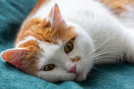 Portrait of a red and white cat on a green bedspreadの写真素材