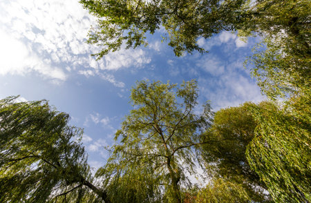 A weeping willow with a powerful brown trunk and long thin branches with young green leaves against...