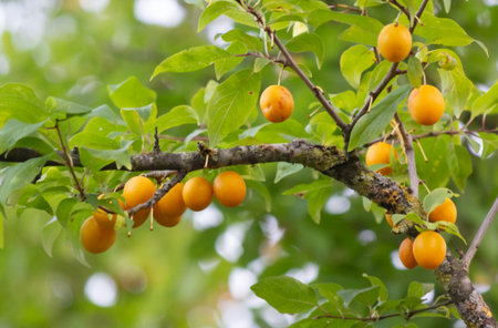 Branches with ripe yellow cherry plum fruits. Cherry plum tree with growing fruits