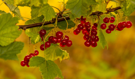 Ripe red current berries on a branch in the garden. Organic farming, healthy food