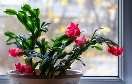 The Schlumberger Decembrist flower is red bright and beautifulの写真素材