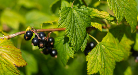 A branch filled with ripe black currants hangs amid green leaves, illustrating the thriving growth of these berries in a sunny garden setting during summer.の写真素材