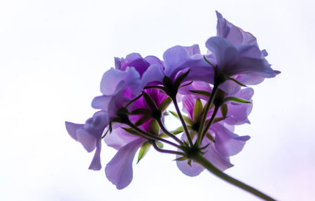 Purple geranium, beautiful purple geranium on a white background, selective focus