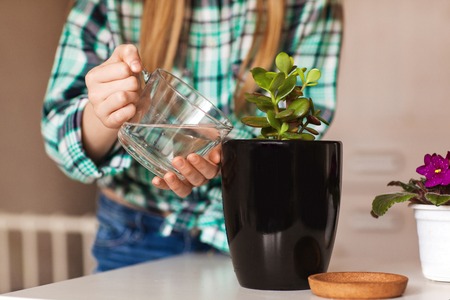 Girl's hands watered houseplant in a black pot at home, side viewの写真素材